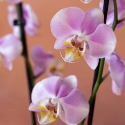 Phalaenopsis 'Pink Clouds' -Garden Plant Store pl2000048226 card6 lg