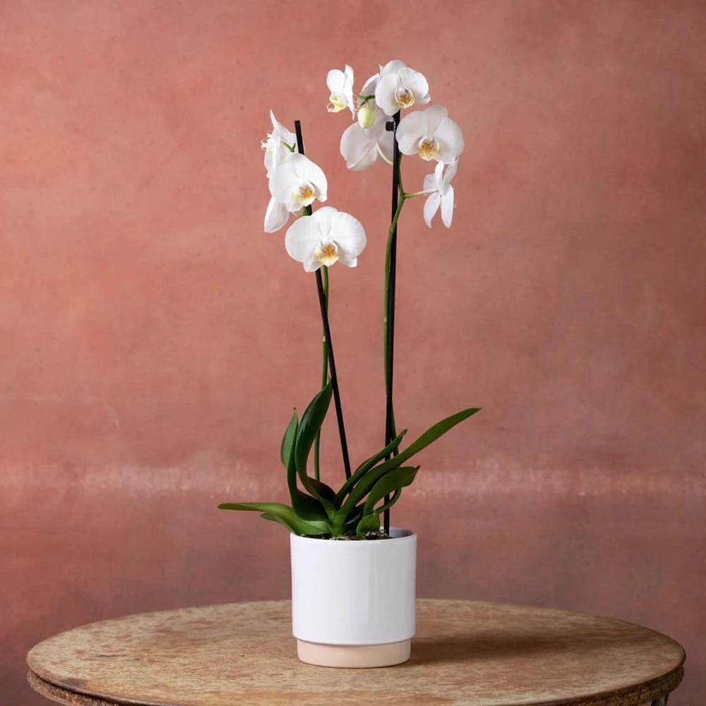 Phalaenopsis 'Inverness' Phalaenopsis 'Inverness' -Garden Plant Store pl2000048227 card2 lg