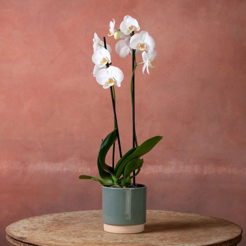 Phalaenopsis 'Inverness' Phalaenopsis 'Inverness' -Garden Plant Store pl2000048227 card3 lg
