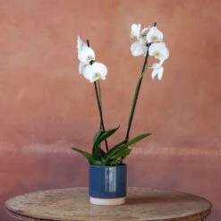 Phalaenopsis 'Inverness' 3 Phalaenopsis 'Inverness' -Garden Plant Store pl2000048227 card4 lg