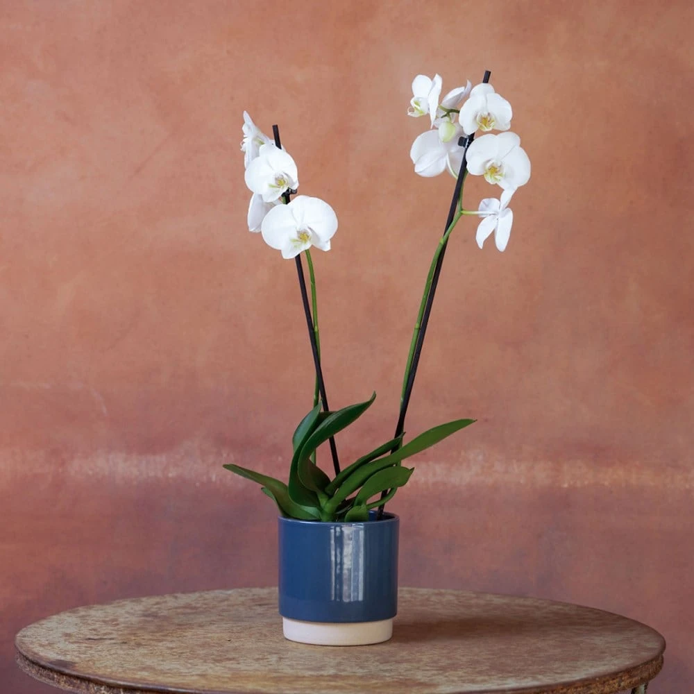 Phalaenopsis 'Inverness' Phalaenopsis 'Inverness' -Garden Plant Store pl2000048227 card4 lg