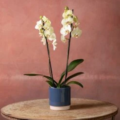 Phalaenopsis 'Volterra' -Garden Plant Store pl2000048229 card4 lg
