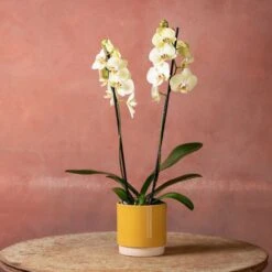 Phalaenopsis 'Volterra' -Garden Plant Store pl2000048229 card5 lg