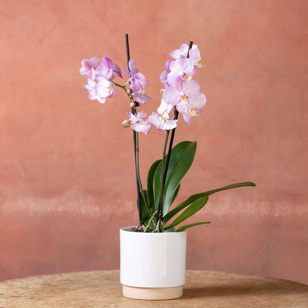 Phalaenopsis 'Milwaukee' Phalaenopsis 'Milwaukee' -Garden Plant Store pl2000048233 card2 lg