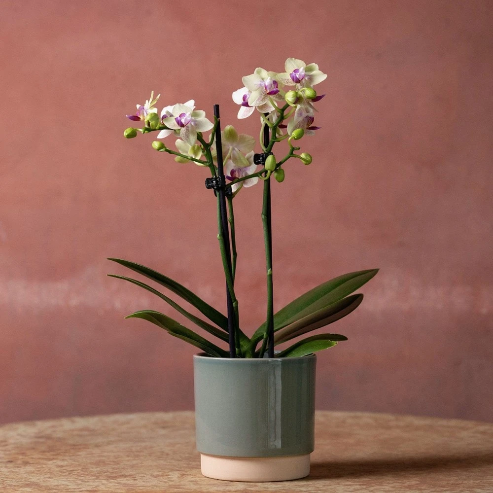 Phalaenopsis 'Flaming Burrito' Phalaenopsis 'Flaming Burrito' -Garden Plant Store pl2000048236 card3 lg