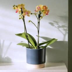 Phalaenopsis 'El Paso' -Garden Plant Store pl2000048237 card4 lg