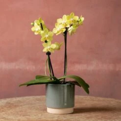 Phalaenopsis 'La Paz' -Garden Plant Store pl2000048238 card3 lg