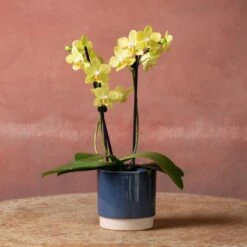 Phalaenopsis 'La Paz' -Garden Plant Store pl2000048238 card4 lg