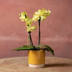 Phalaenopsis 'La Paz' -Garden Plant Store pl2000048238 card5 lg
