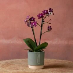 Phalaenopsis 'Hornglin Vicky' -Garden Plant Store pl2000048239 card3 lg