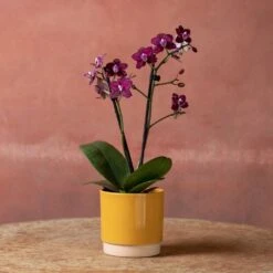 Phalaenopsis 'Hornglin Vicky' -Garden Plant Store pl2000048239 card5 lg