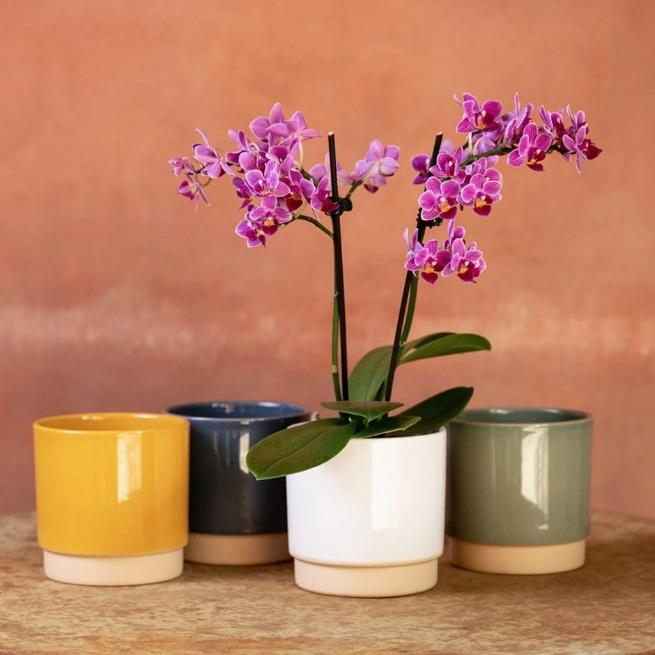 Phalaenopsis 'Take Five' Phalaenopsis 'Take Five' -Garden Plant Store pl2000048241