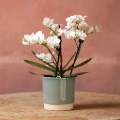 Phalaenopsis 'Zurich' -Garden Plant Store pl2000048245 card3 lg