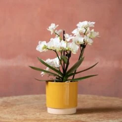 Phalaenopsis 'Zurich' -Garden Plant Store pl2000048245 card5 lg