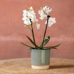 Phalaenopsis 'Bern' -Garden Plant Store pl2000048246 card3 lg