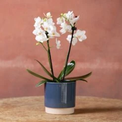 Phalaenopsis 'Bern' -Garden Plant Store pl2000048246 card4 lg