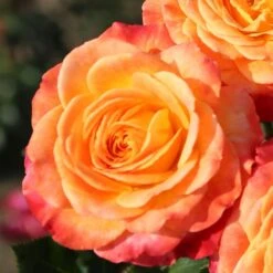 Rosa Meteor ('Korzeigar') (PBR) -Garden Plant Store pl2000048254 card3 lg