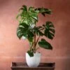 Monstera Deliciosa -Garden Plant Store pl2000048359