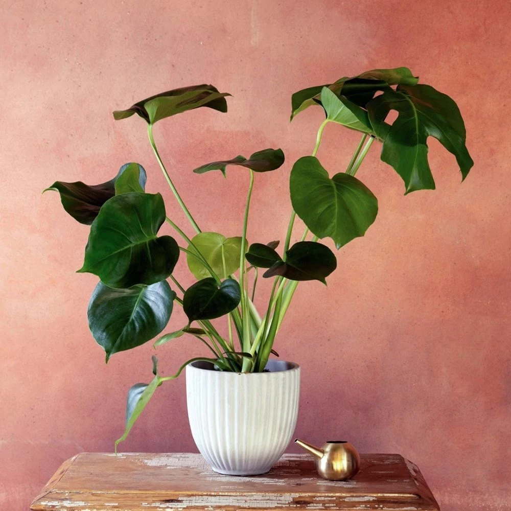 Monstera deliciosa Monstera Deliciosa -Garden Plant Store pl2000048359 card2 lg
