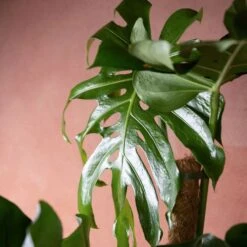 Monstera Deliciosa 2 Monstera Deliciosa -Garden Plant Store pl2000048359 card3 lg