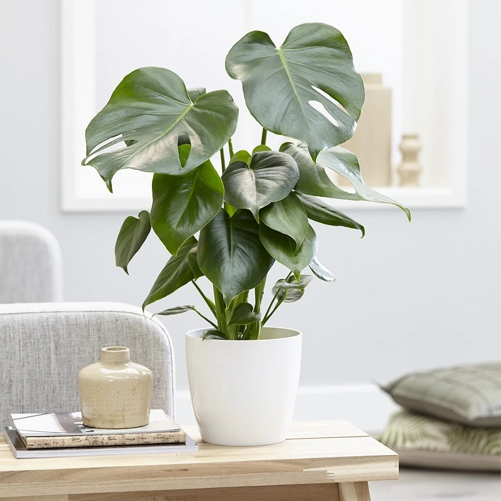 Monstera deliciosa Monstera Deliciosa -Garden Plant Store pl2000048359 card4 lg