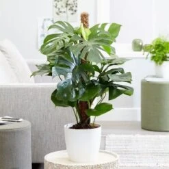 Monstera Deliciosa 4 Monstera Deliciosa -Garden Plant Store pl2000048359 card5 lg