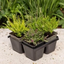 Heather Collection (4 Mixed Heathers) -Garden Plant Store pl2000048439 card3 lg