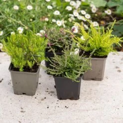 Heather Collection (4 Mixed Heathers) -Garden Plant Store pl2000048439 card4 lg