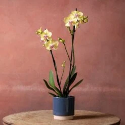 Phalaenopsis 'Golden Cheetah' -Garden Plant Store pl2000048821 card4 lg