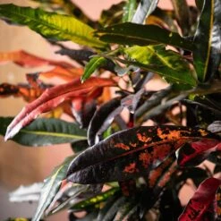 Codiaeum Variegatum 'Mango Tango' -Garden Plant Store pl2000048905 card3 lg