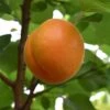 Apricot 'Robada' (PBR) 2 Apricot 'Robada' (PBR) -Garden Plant Store pl2000048927