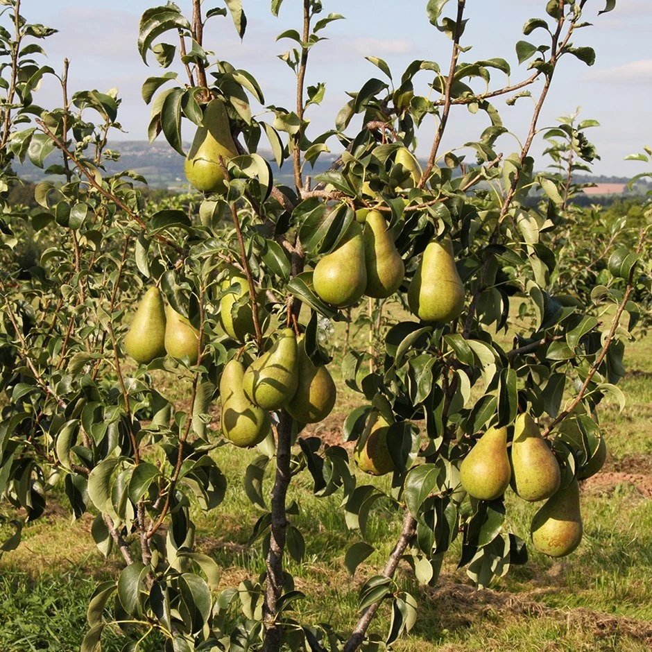 pear 'Conference Moors' Pear 'Conference Moors' -Garden Plant Store pl2000048935