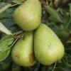 Pear Invincible ('Delwinor') -Garden Plant Store pl2000048936