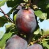 Plum 'Haganta' (PBR) -Garden Plant Store pl2000048937