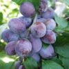 Plum 'Katinka' (PBR) -Garden Plant Store pl2000048940