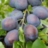 Plum 'Kulinaria' 2 Plum 'Kulinaria' -Garden Plant Store pl2000048941