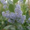 Ceanothus Arboreus 'Trewithen Blue' -Garden Plant Store pl2000048953