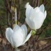 Magnolia 'Joli Pompon' -Garden Plant Store pl2000048971