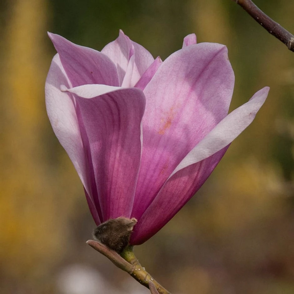 Magnolia 'Spectrum' Magnolia 'Spectrum' -Garden Plant Store pl2000048973