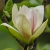 Magnolia 'Sunsation' -Garden Plant Store pl2000048974