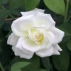 Rosa Sugar Moon ('Wekmemolo') (PBR) -Garden Plant Store pl2000049021