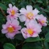 Camellia 'Winter's Toughie' -Garden Plant Store pl2000049099