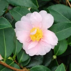 Camellia 'Winter's Toughie' -Garden Plant Store pl2000049099 card3 lg