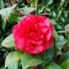Camellia × Williamsii 'Les Jury' -Garden Plant Store pl2000049102