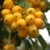 Malus × Zumi 'Golden Hornet' -Garden Plant Store tr0000004585