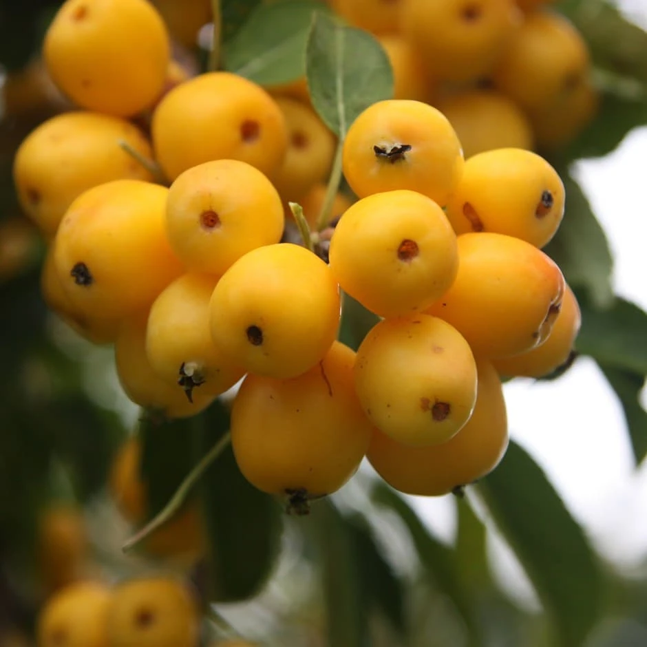 Malus × zumi 'Golden Hornet' Malus × Zumi 'Golden Hornet' -Garden Plant Store tr0000004585