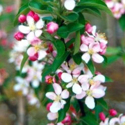 Malus × Zumi 'Golden Hornet' 2 Malus × Zumi 'Golden Hornet' -Garden Plant Store tr0000004585 card3 lg