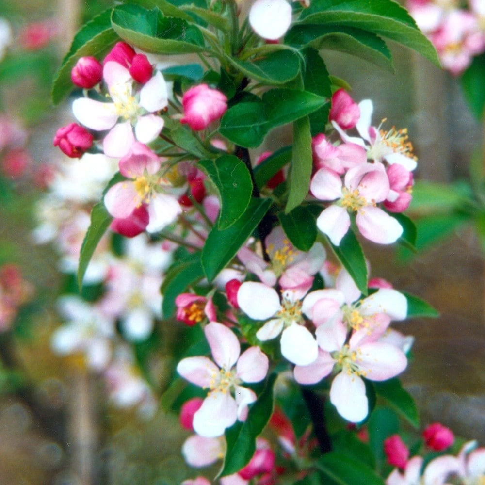 Malus × zumi 'Golden Hornet' Malus × Zumi 'Golden Hornet' -Garden Plant Store tr0000004585 card3 lg