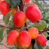 Malus 'John Downie'