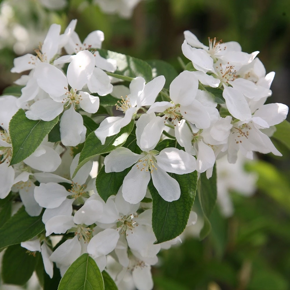Malus 'John Downie' Malus 'John Downie' -Garden Plant Store tr0000004588 card3 lg